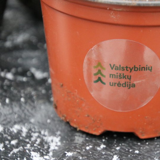 Iliustracija